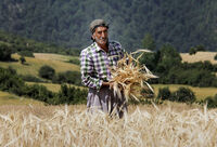 بیمه کشاورزی چیست؟ + شرایط، ثبت نام و استعلام بیمه