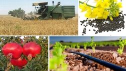علت ضایعات بالای محصولات کشاورزی از مزرعه تا سفره چیست؟
