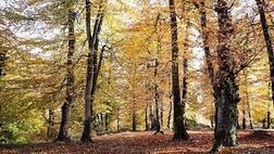 پاییز رنگارنگ در جنگل لولمان