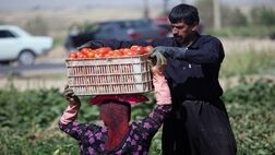 ایران در ۳۲ محصول باغبانی رتبه اول تا هشتم جهان را دارد
