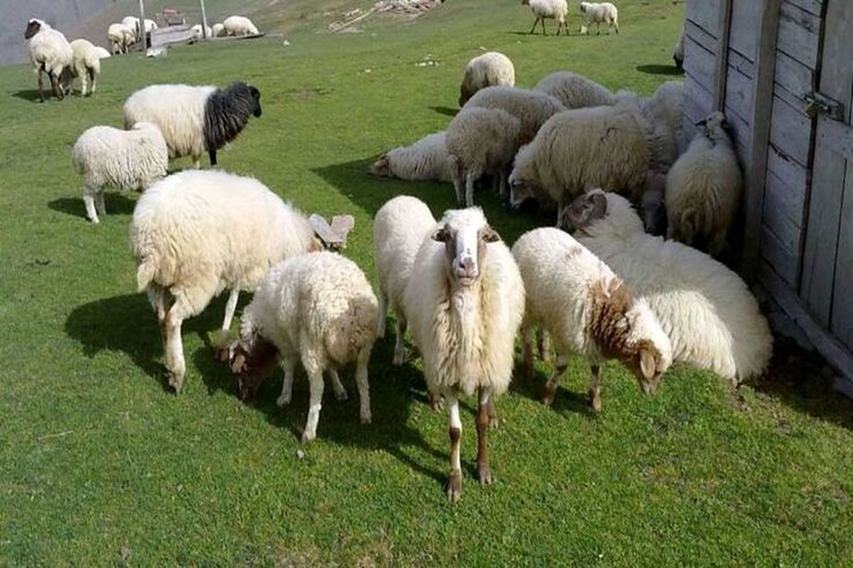 دام ایران به ۲ برابر قیمت جهانی فروش میرود