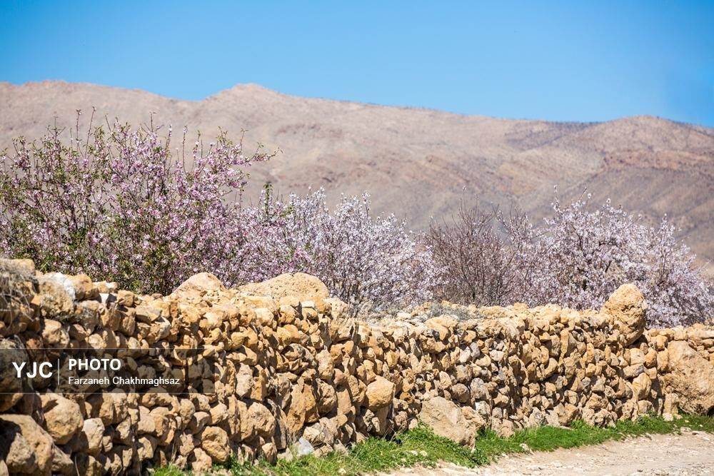شکوفه‌های زیبای بهاری روستای مهارلو (26)