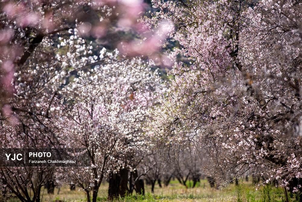 شکوفه‌های زیبای بهاری روستای مهارلو (21)