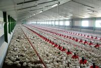 
پرداخت ۳۳۰۰ میلیارد ریال خسارت صنعت طیور در سال ۱۴۰۴